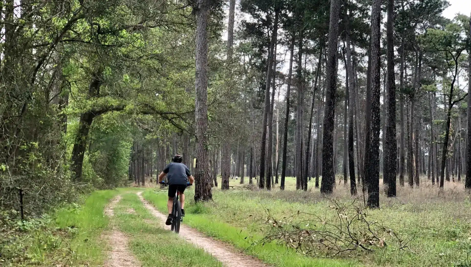 Escape into Nature: A Guide to W G Jones State Forest in Conroe, TX