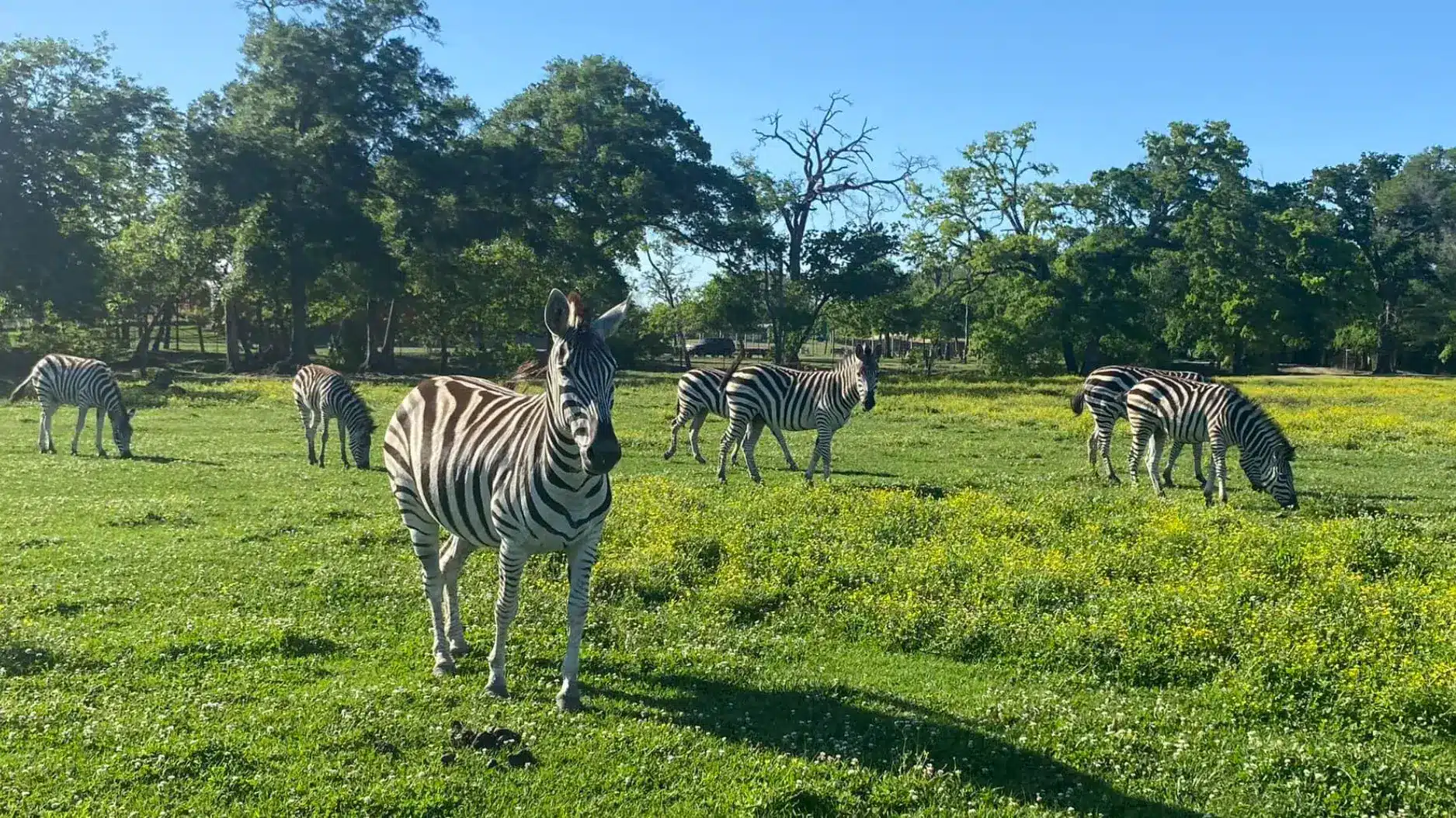 A Wild Adventure Awaits: Discover Bayou Wildlife Zoo in Alvin, TX