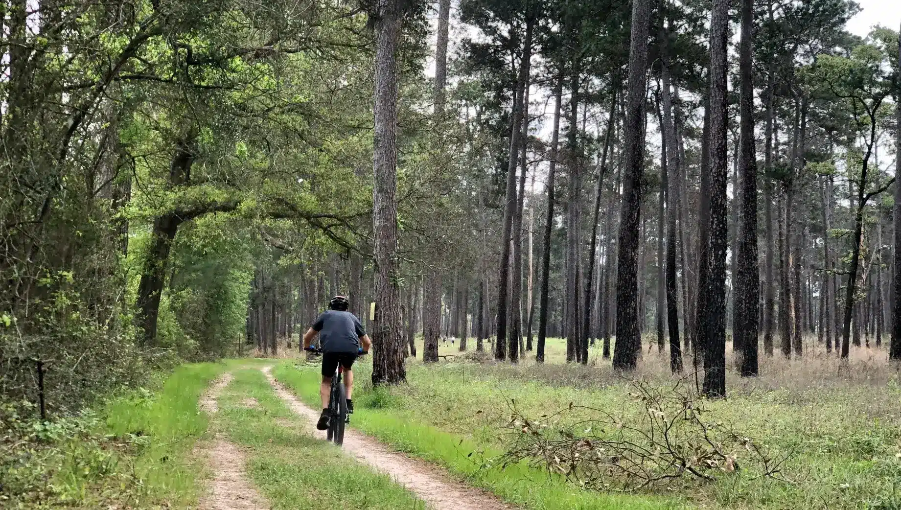 Escape into Nature: A Guide to W G Jones State Forest in Conroe, TX