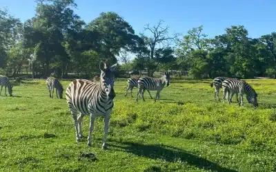 A Wild Adventure Awaits: Discover Bayou Wildlife Zoo in Alvin, TX