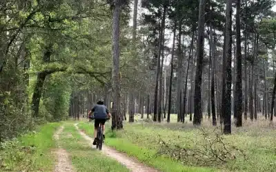 Escape into Nature: A Guide to W G Jones State Forest in Conroe, TX